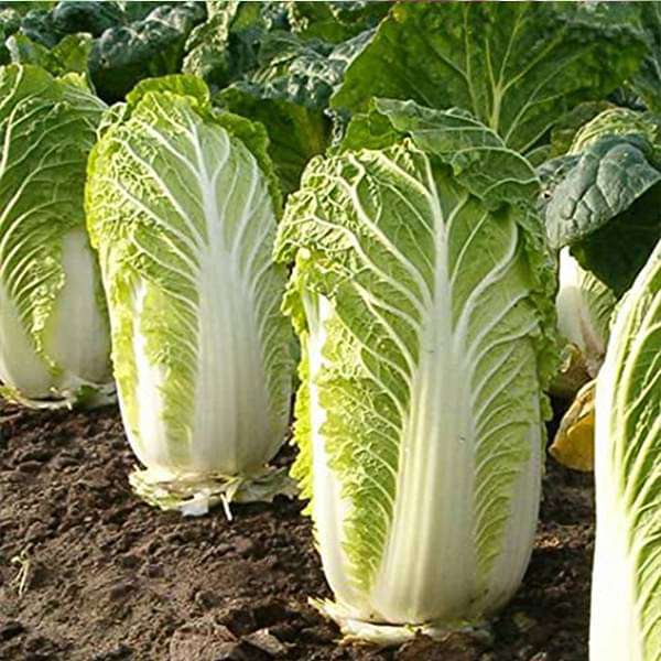 Cabbage Chinese Wong Bok Vegetable Seeds